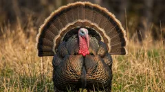 Wo sind die Truthahneier? Warum sind sie fast unmöglich im Handel zu finden?