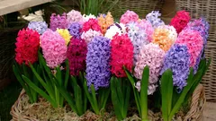 Hyazinthe im Topf: Wie man die Zwiebel richtig kühlt und eine perfekte Blüte erzielt