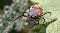 Warum braucht die Natur Zecken: Die unangenehme Wahrheit über die wichtige Rolle kleiner Parasiten