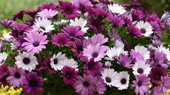 Afrikanische Margeriten schmücken den Balkon bis zum ersten Frost – wie man Osteospermum züchtet