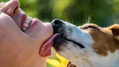 Heilt Hundespeichel wirklich? Was passiert tatsächlich mit der Wunde?